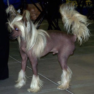 čínský chocholatý pes