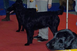 flat coated retrívr