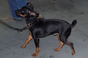 pražský krysařík - štěně