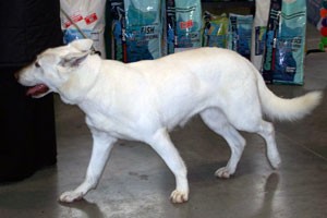 bílý švýcarský ovčák