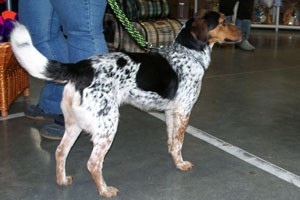 český strakatý pes