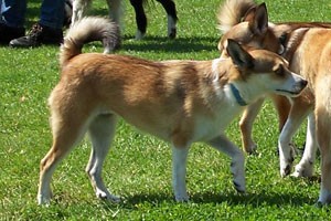 norský lundehund - fena