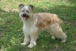 s dlouhou srstí v obličeji